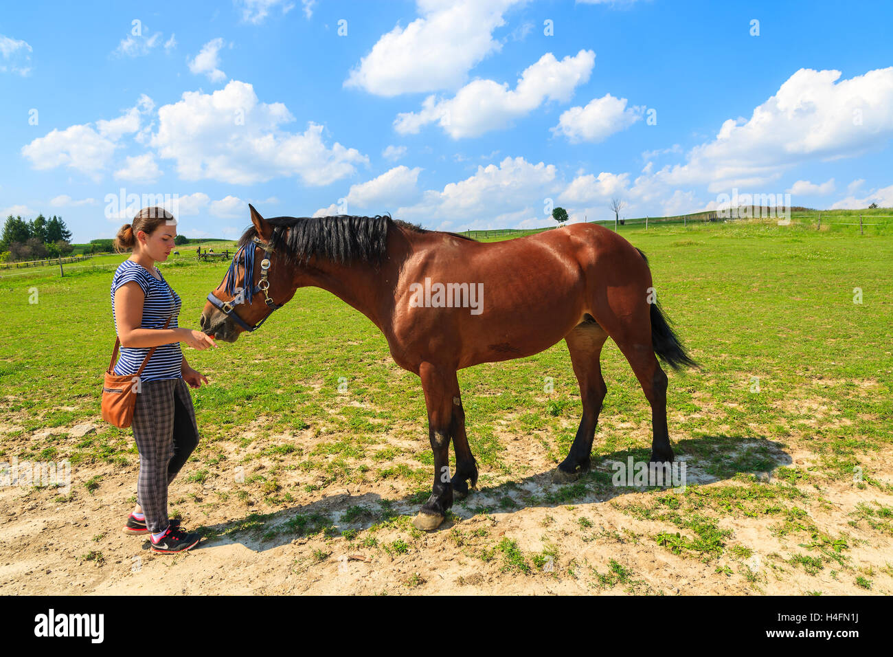 PACZULTOWICE VILLAGE, POLAND - AUG 9, 2014: young girl feeds a horse on green meadow on sunny summer day near Krakow. It is popular for young people to take care of animals in their free time. Stock Photo