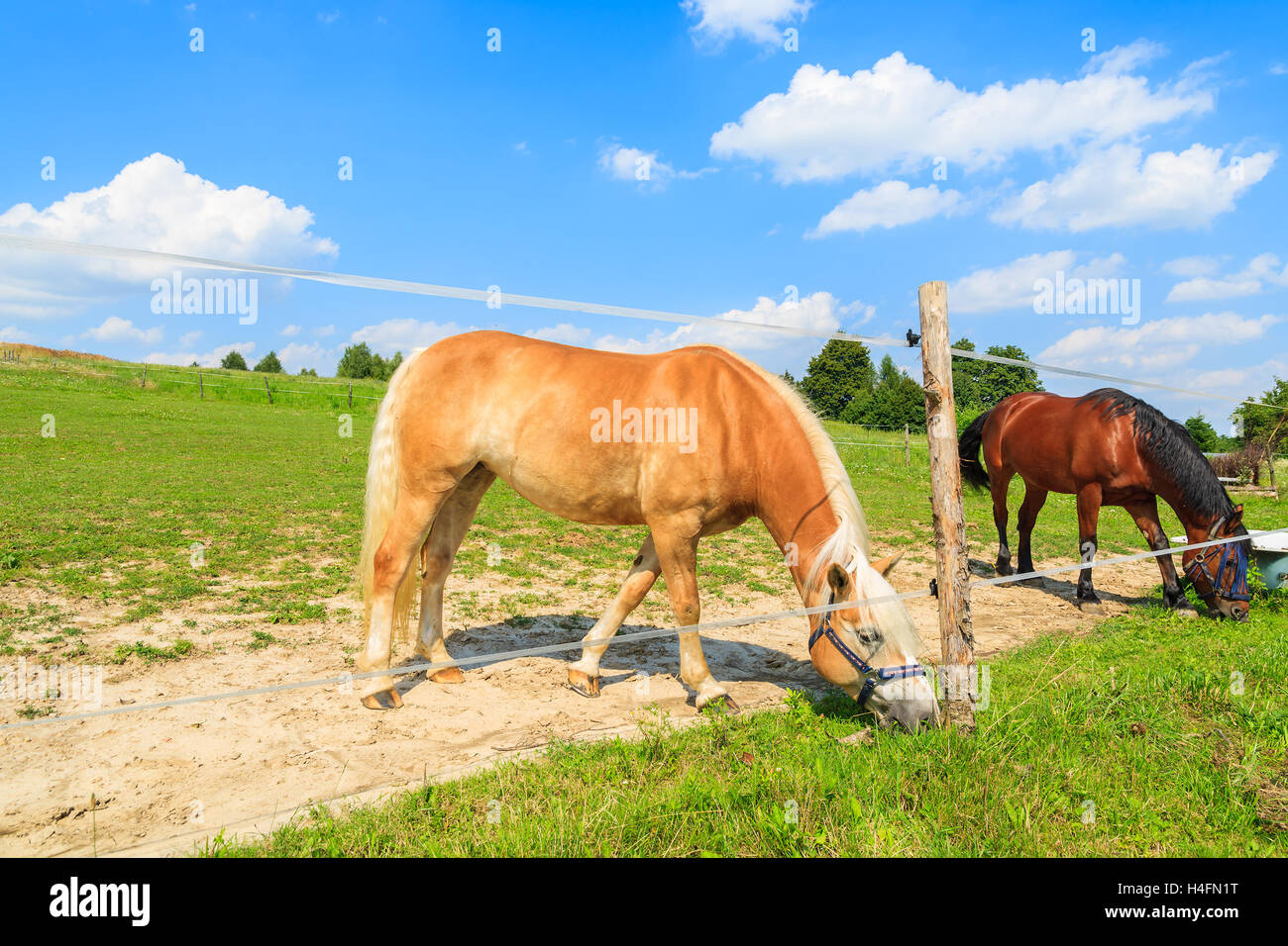 Two horses grazing on green meadow on sunny summer day near Krakow, Poland Stock Photo