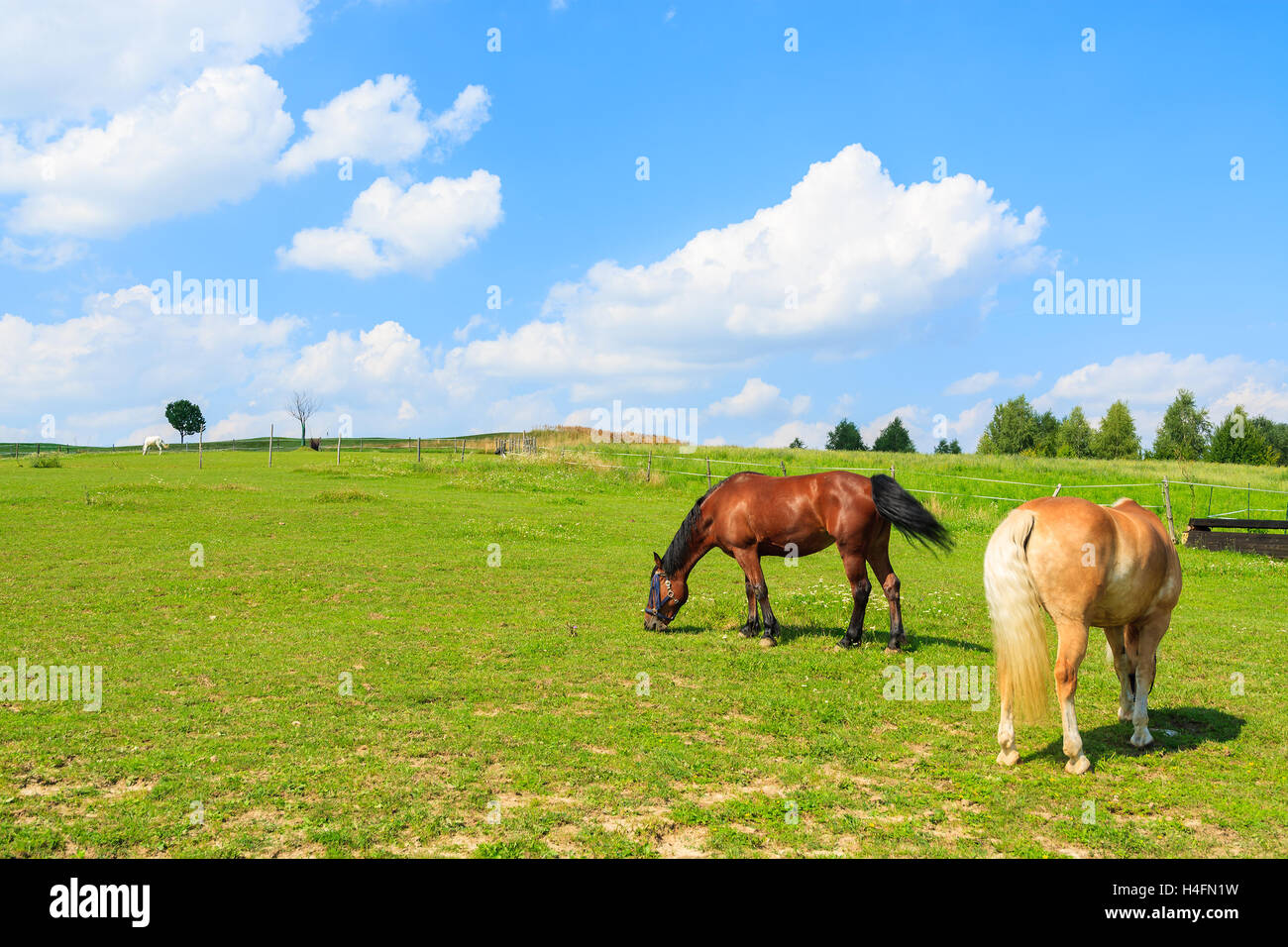 Two horses grazing on green meadow on sunny summer day near Krakow, Poland Stock Photo