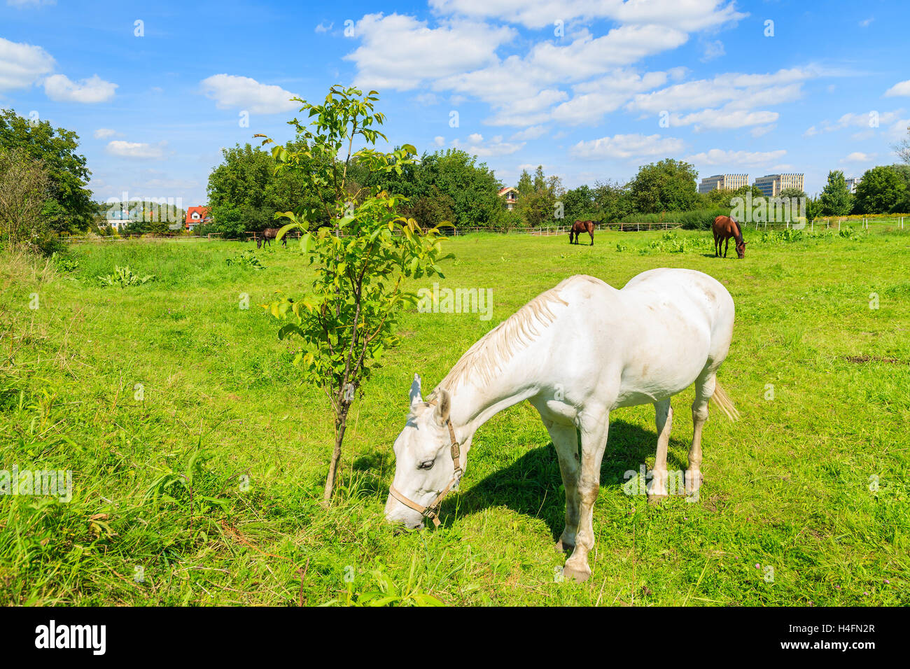White horse grazing on green pasture in rural area of Krakow city, Poland Stock Photo