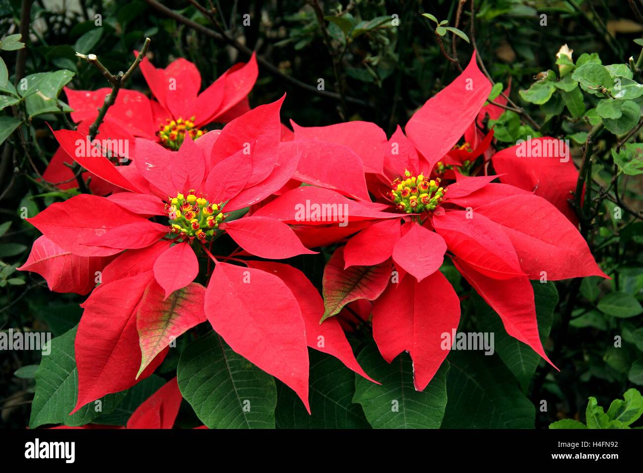 Noche Buena. Christmas. Poinsettia flower Stock Photo - Alamy