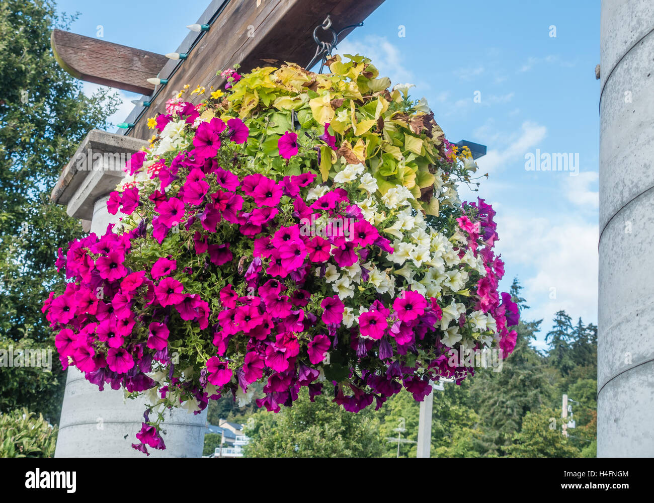 Pink and white petunias burst with vibrant color in a hanging basket. Stock Photo