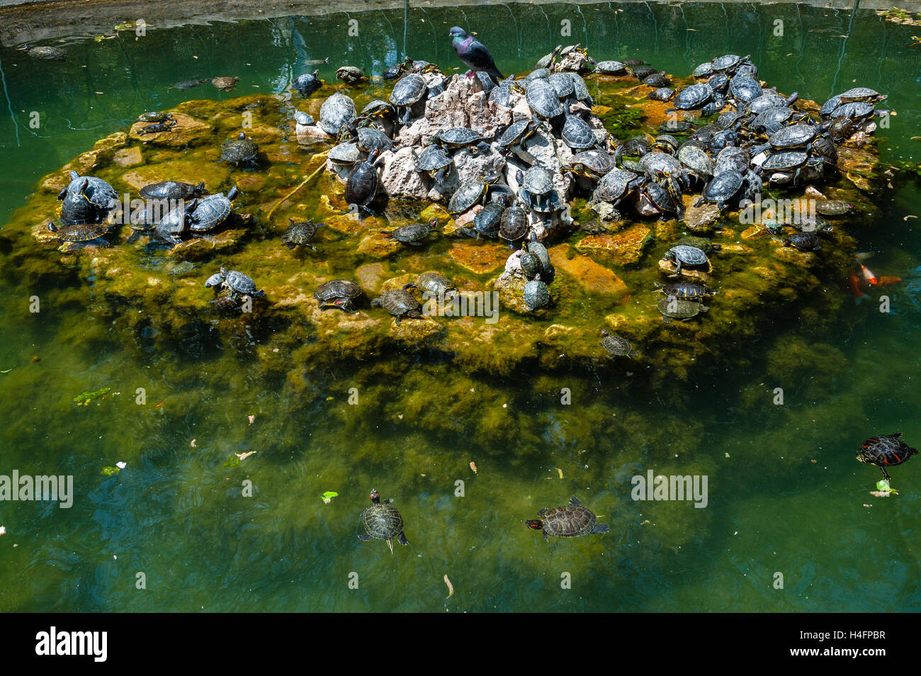 Athens, Greece. The National Garden is a large public park. Turtles in a pool. Stock Photo
