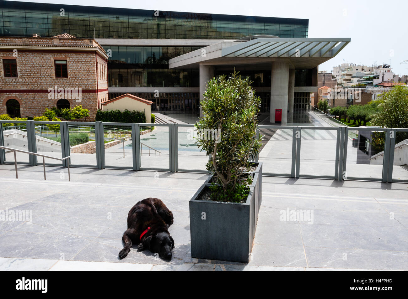 Athens, Greece. Dog in front of the new impressing Acropolis museum. Stock Photo