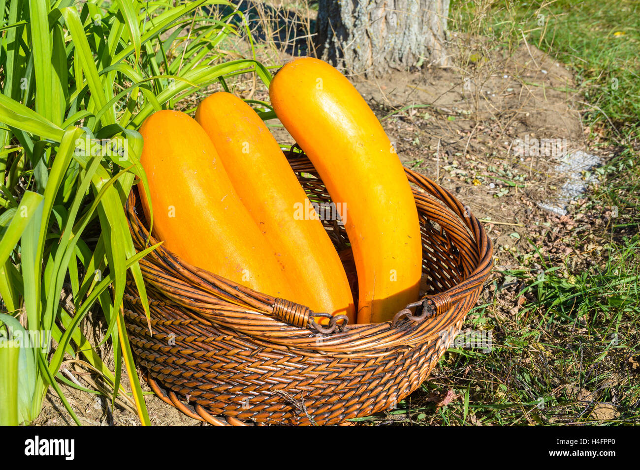 Wicker basket with three yellow pumpkins laying on ground near green ...