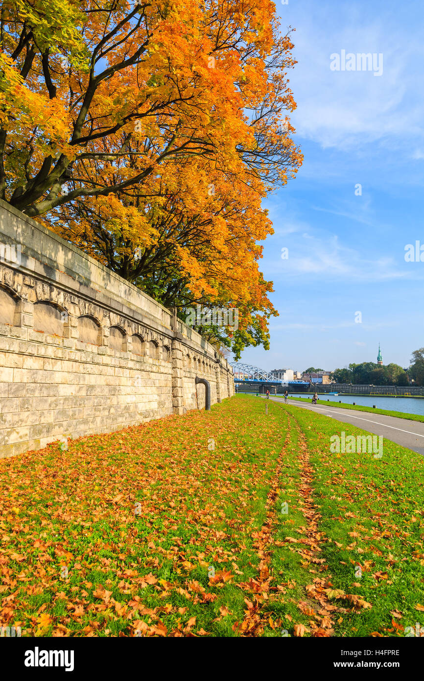 Yellow leaves on tree on promenade along Vistula river in Krakow on sunny autumn day, Poland Stock Photo