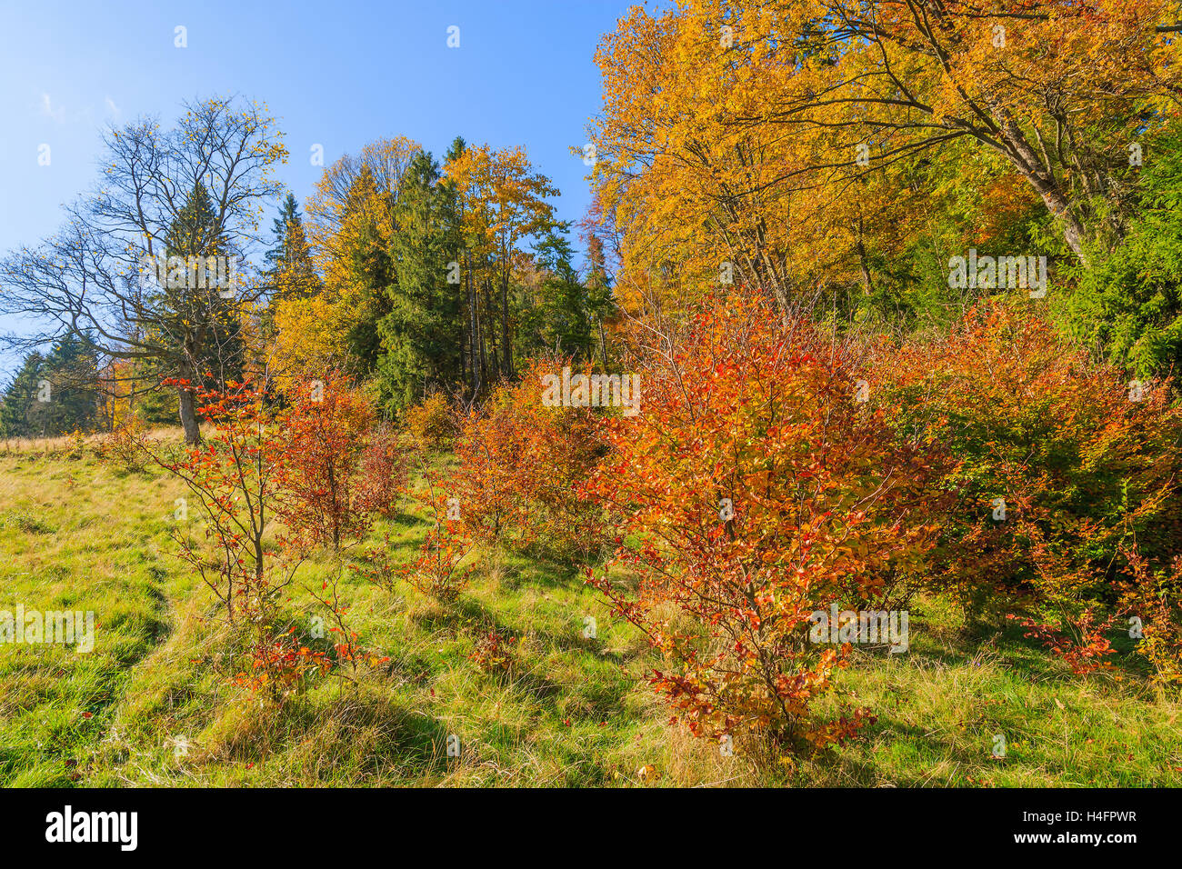 Autumn color leaves on trees in Pieniny Mountains on sunny day, Poland Stock Photo