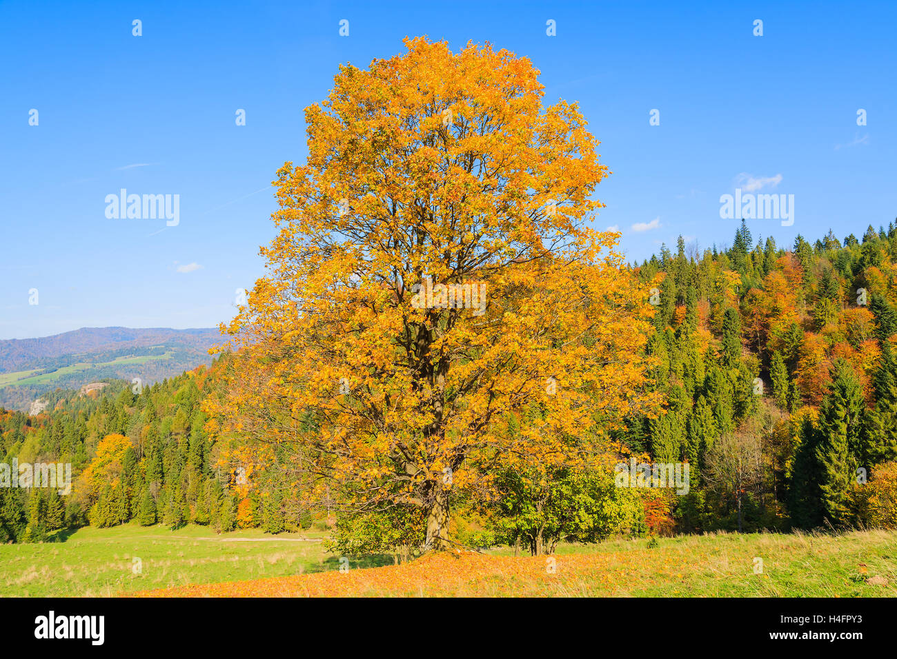 Lonely tree with yellow leaves in autumn colors on sunny day in Pieniny Mountains, Poland Stock Photo