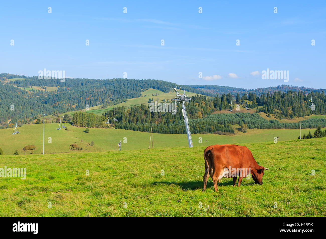 Cow grazing on green field near ski lift in Pieniny Mountains, Poland Stock Photo