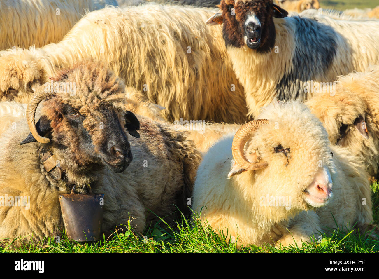 Three mountain sheep facing camera on sunny day, Pieniny Mountains, Poland Stock Photo