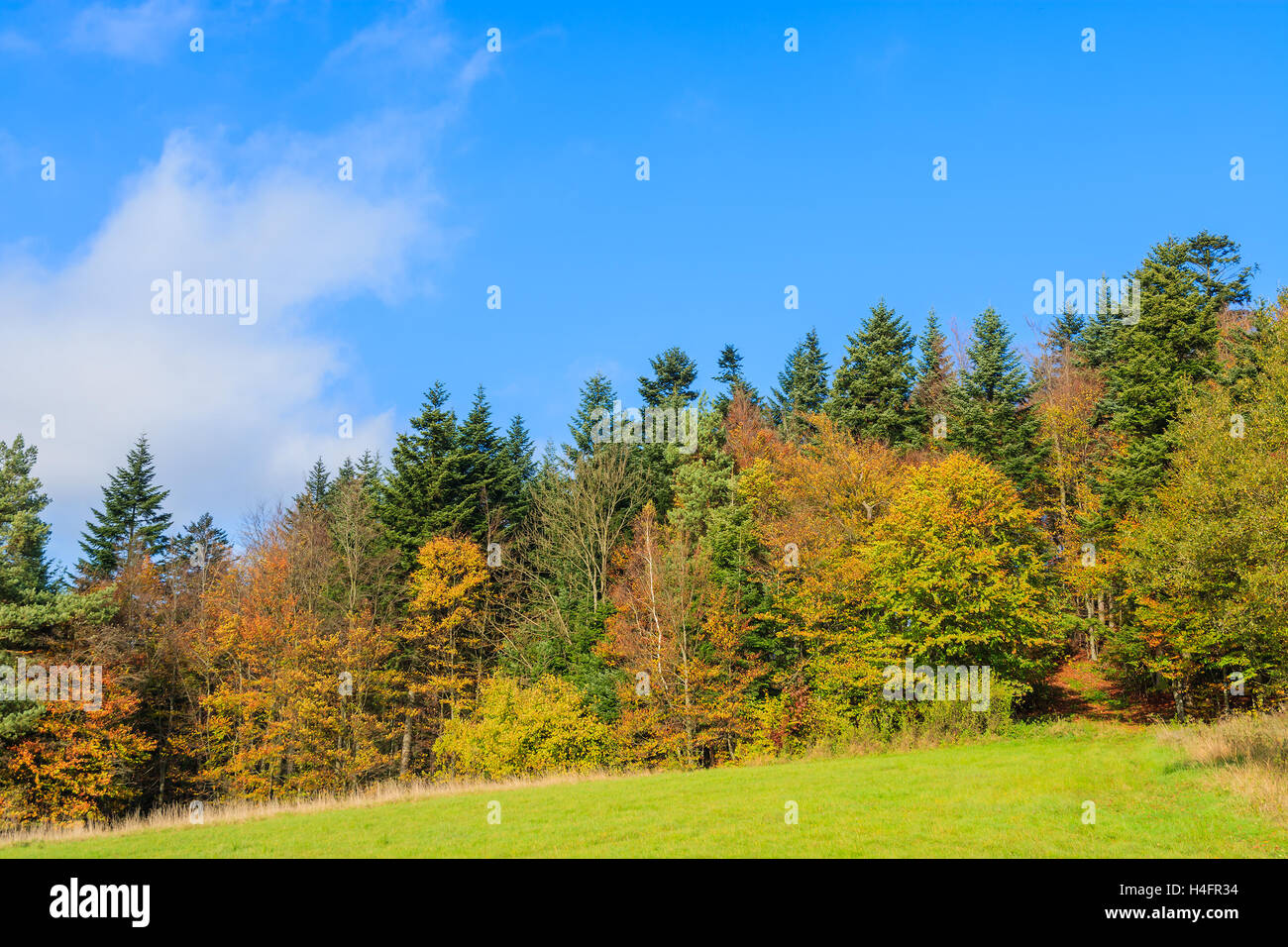 Colorful trees in forest on sunny autumn day, Beskid Niski Mountains, Poland Stock Photo