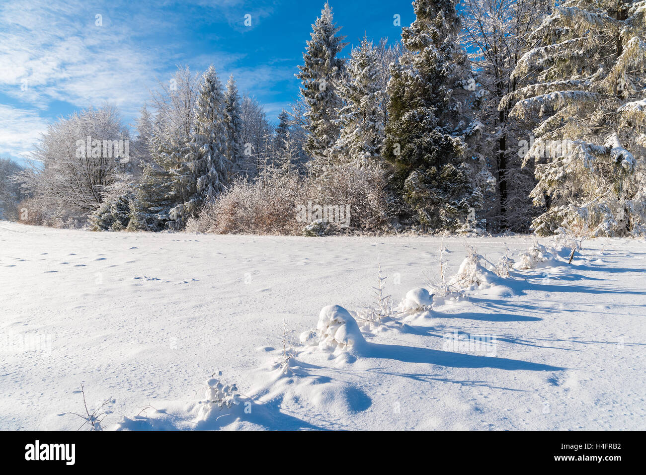 Winter trees in Beskid Sadecki Mountains and sunny blue sky, Poland Stock Photo