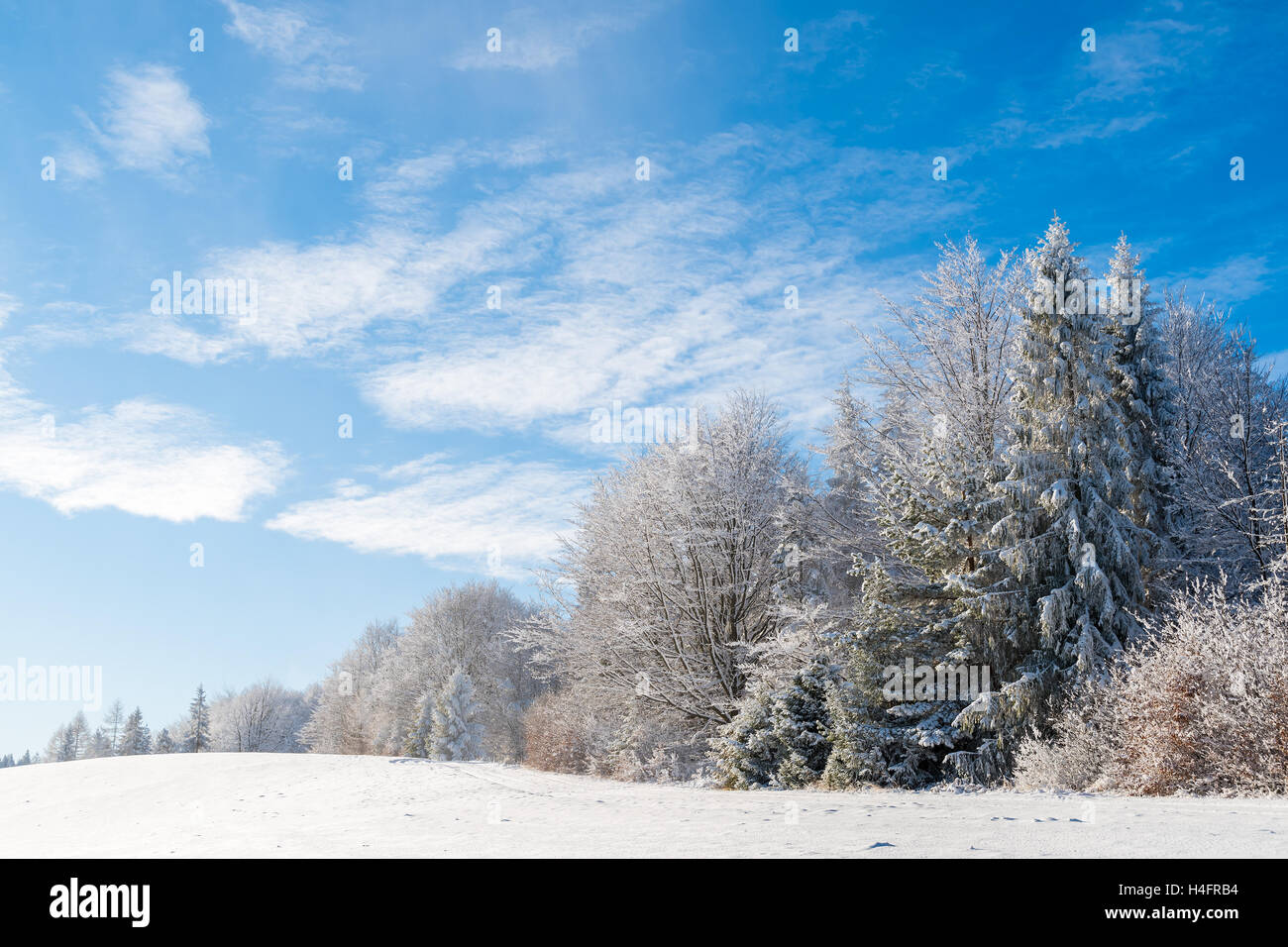 Winter trees in Beskid Sadecki Mountains and sunny blue sky, Poland Stock Photo