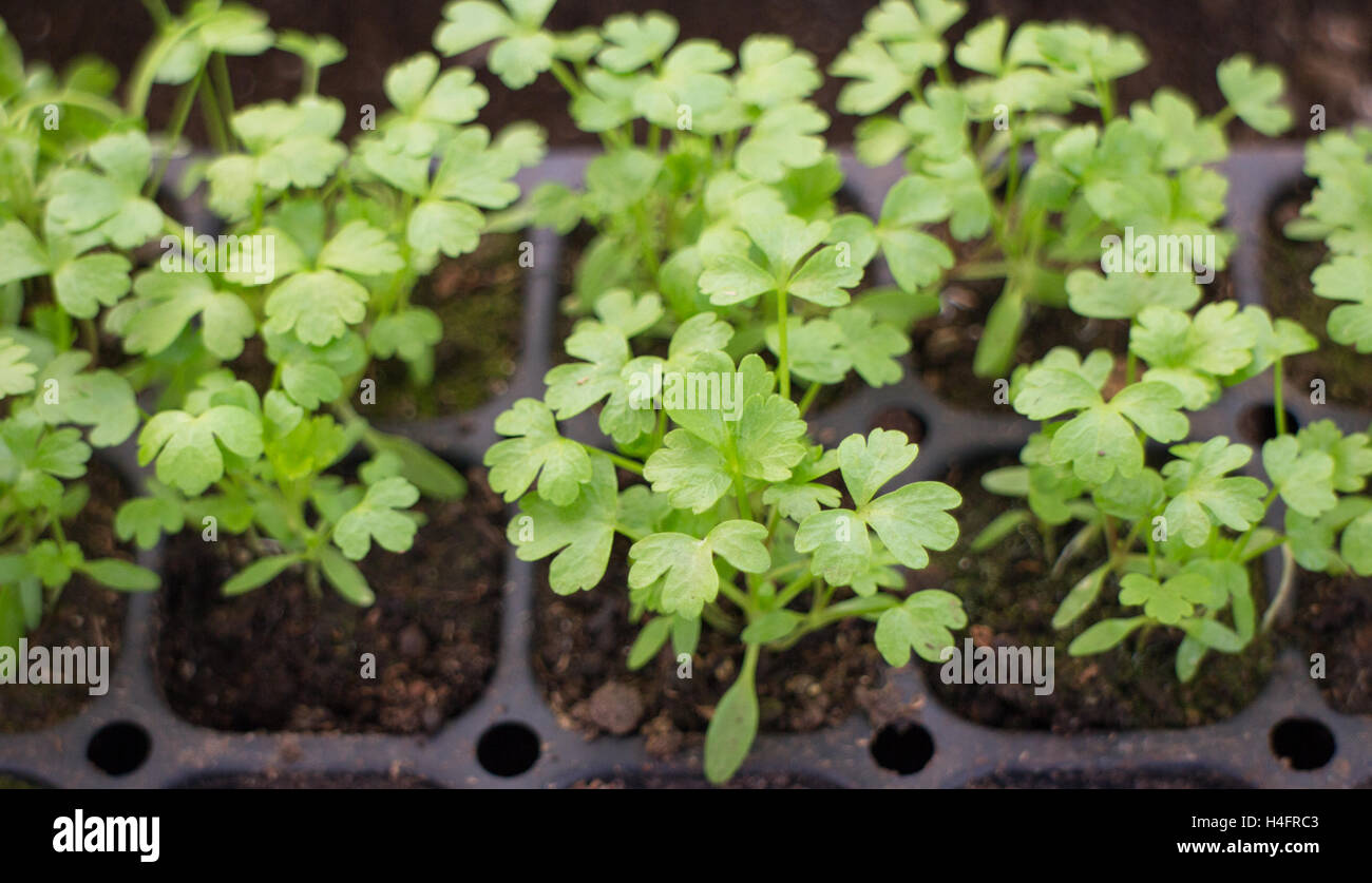 Cilantro baby transplants growing in cells, farm inspired Stock Photo Alamy