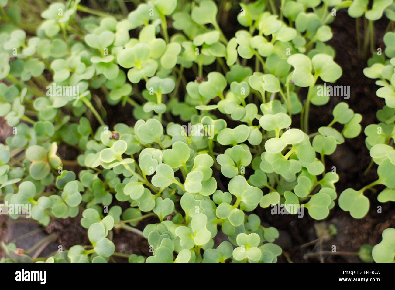Green small plants growing, farm inspired Stock Photo
