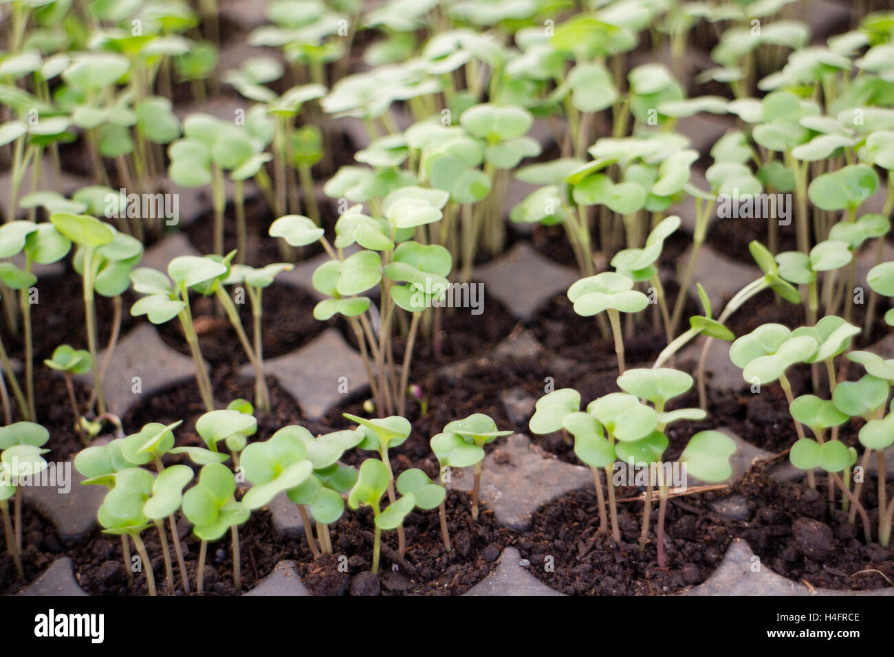 Plants growing in soil, farm inspired Stock Photo