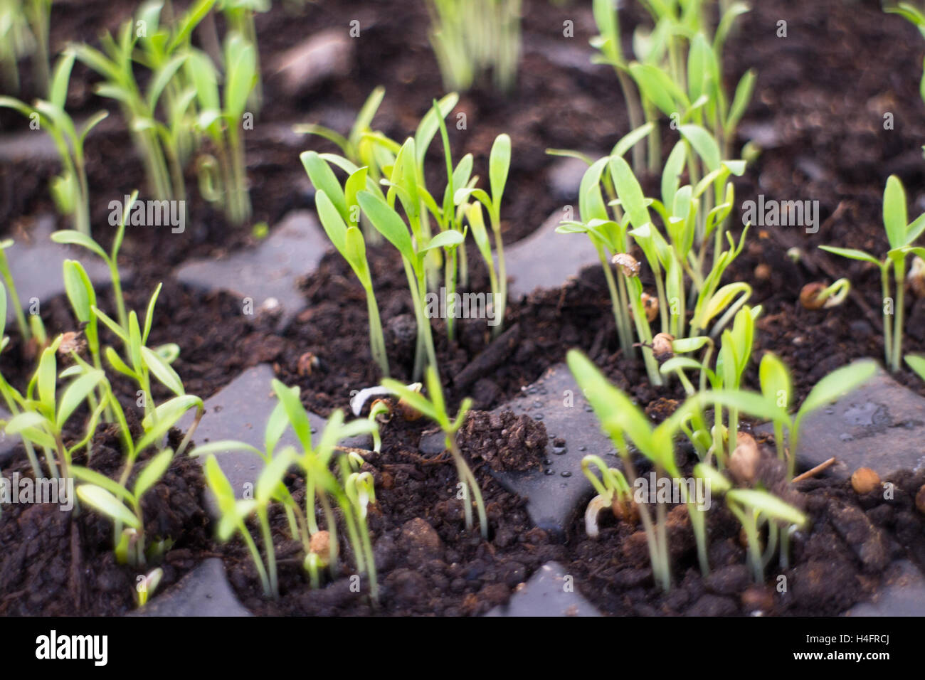 Small green plants growing in soil, farm inspired Stock Photo