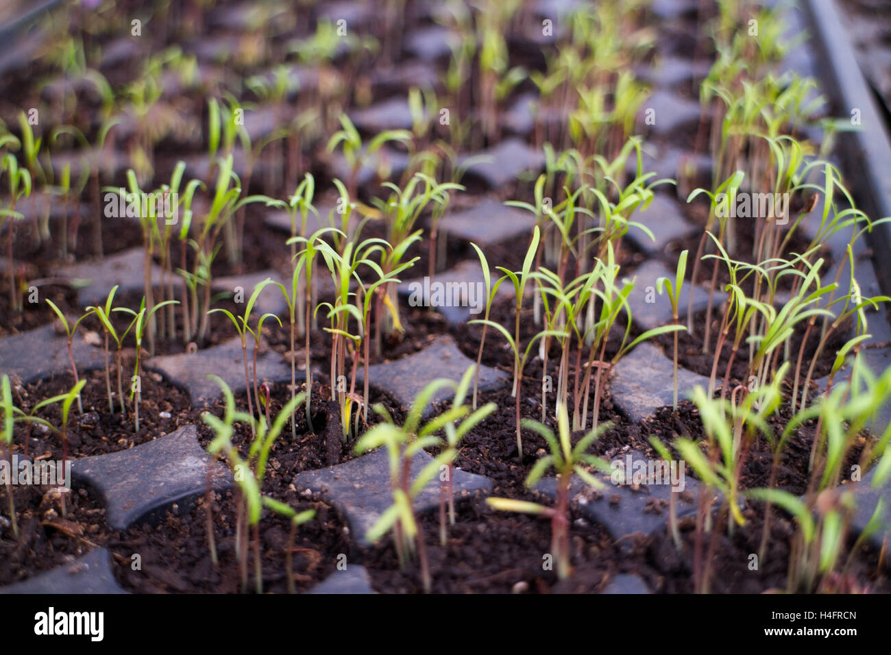 Thin small green transplants, farm inspired Stock Photo