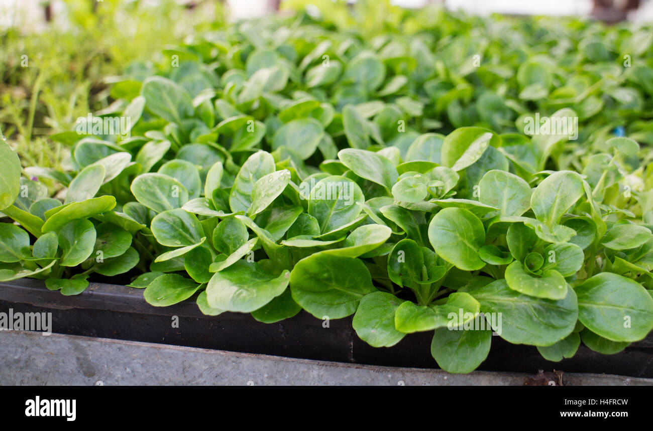Green corn mash growing in a tray to be harvested, farm inspired Stock Photo