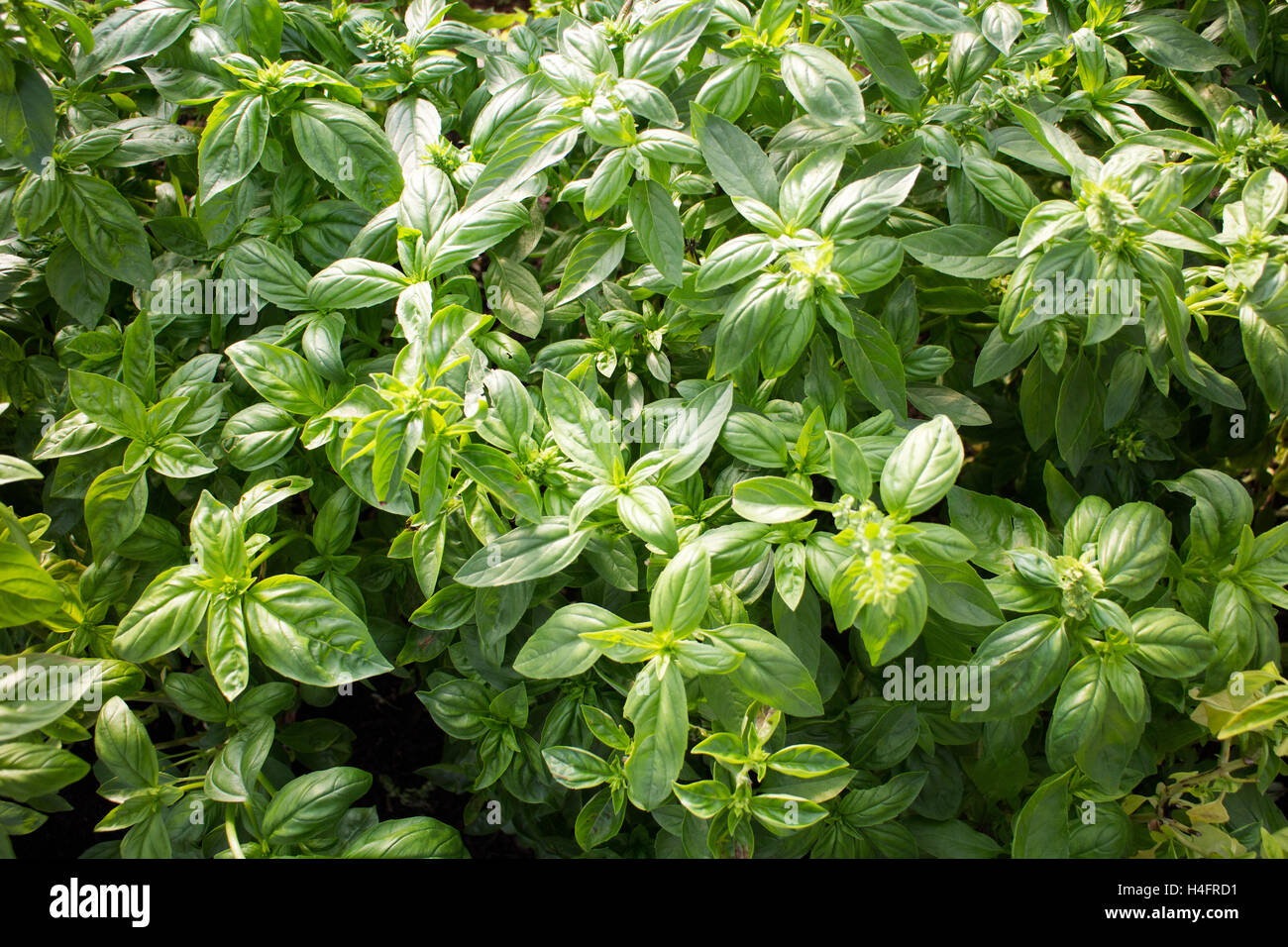 Large mature basil growing and ready to be harvested, food inspired Stock Photo