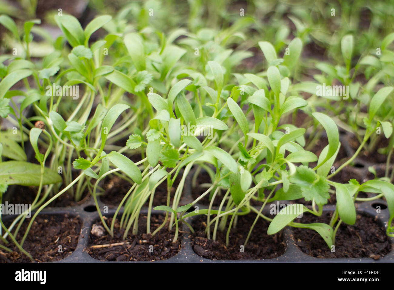 Long plants for transplanting, green farm inspired Stock Photo