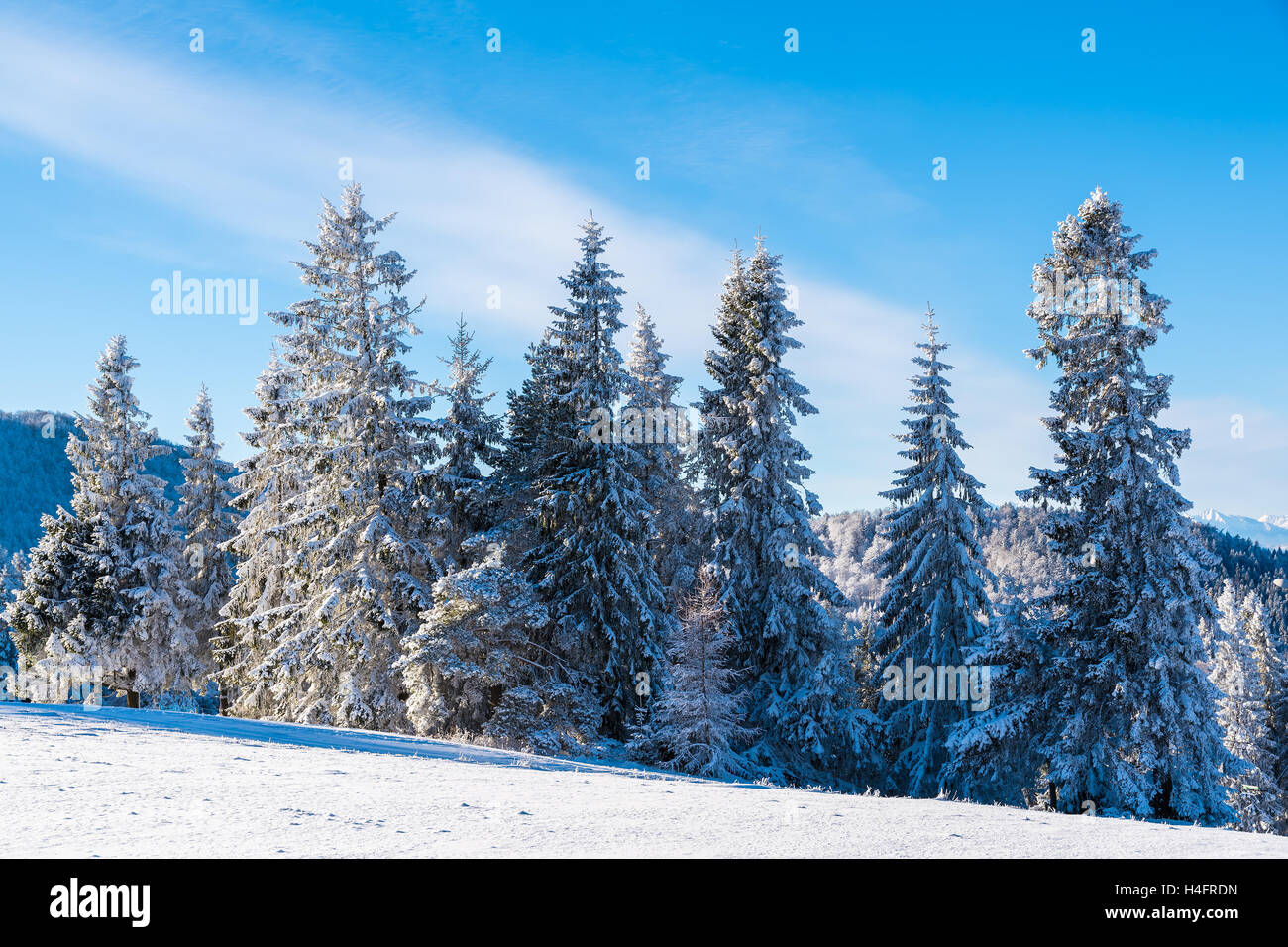 Winter trees on sunny day in Beskid Sadecki Mountains, Poland Stock Photo