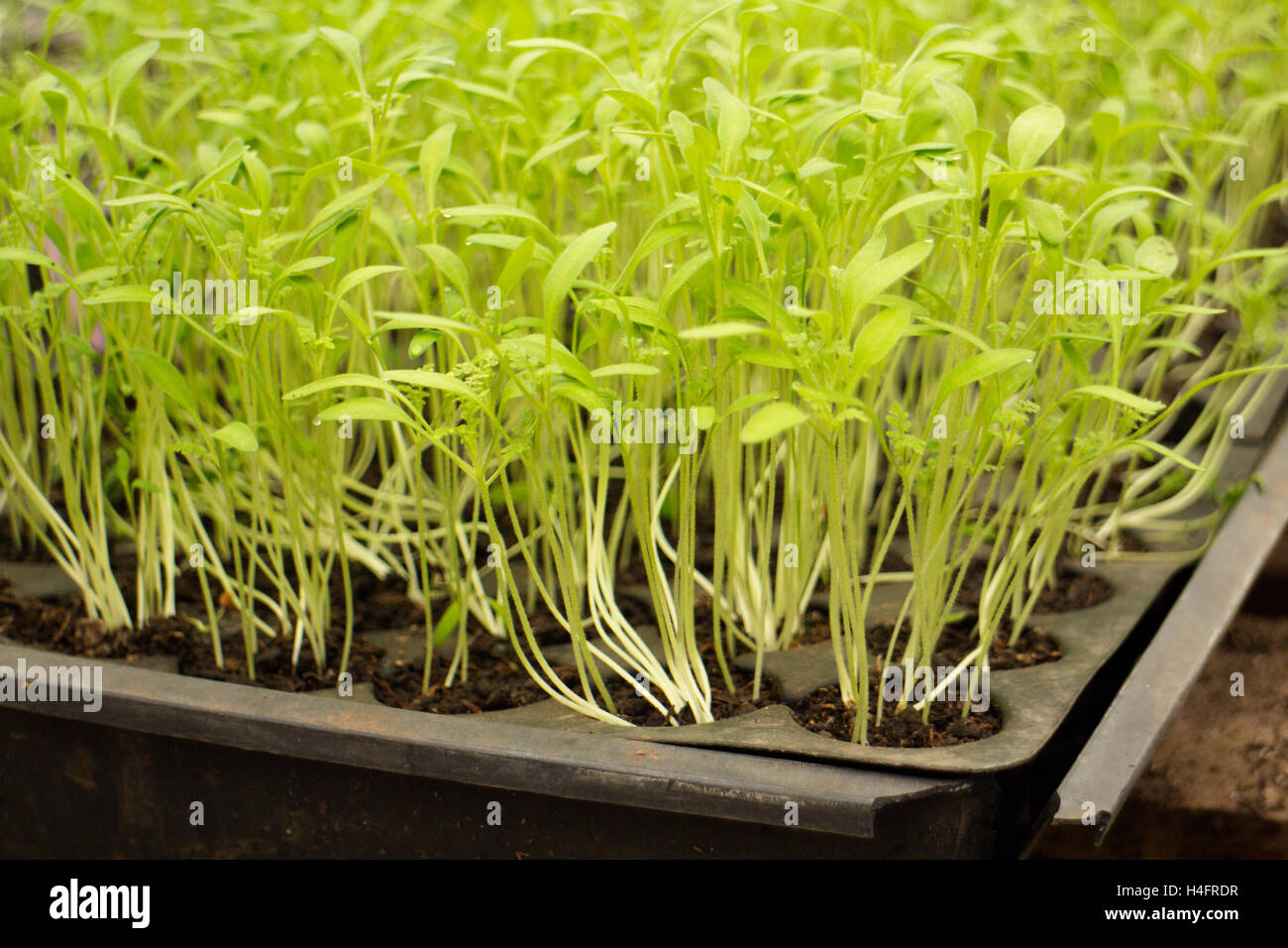 Wispy green baby plants that are growing in a tray of soil ready to be transplanted, farm inspired Stock Photo