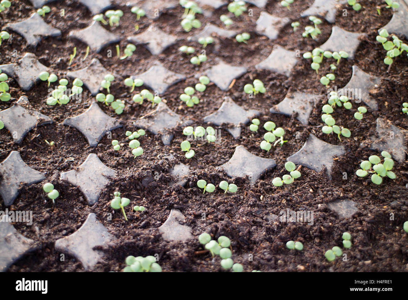 Small seeds sprouting in the soil, farm inspired Stock Photo