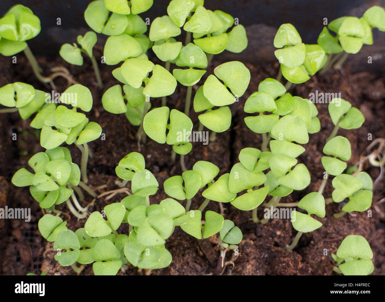 Baby basil growing to be transplanted in cells, farm inspired Stock Photo