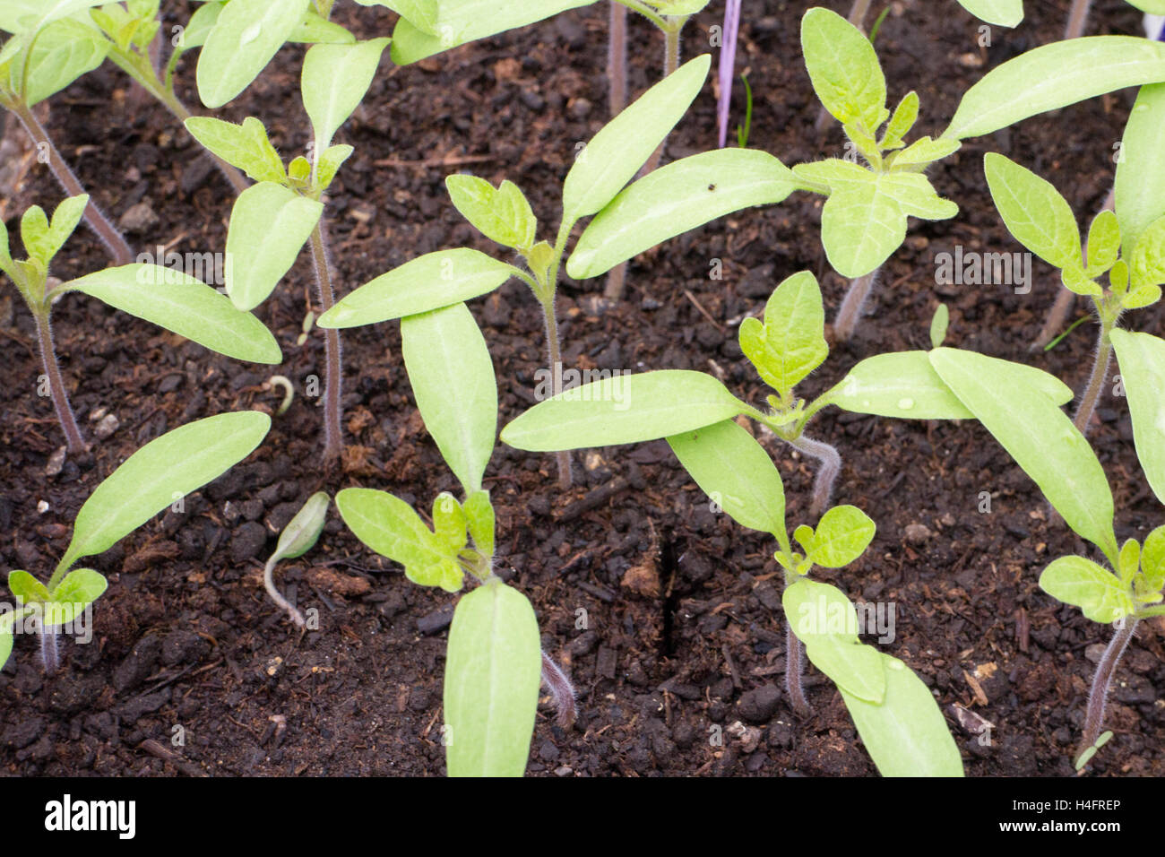 Baby tomato plants growing for the season, food inspired Stock Photo