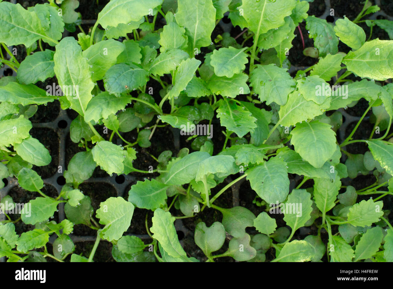 Kale transplants green, food inspired Stock Photo