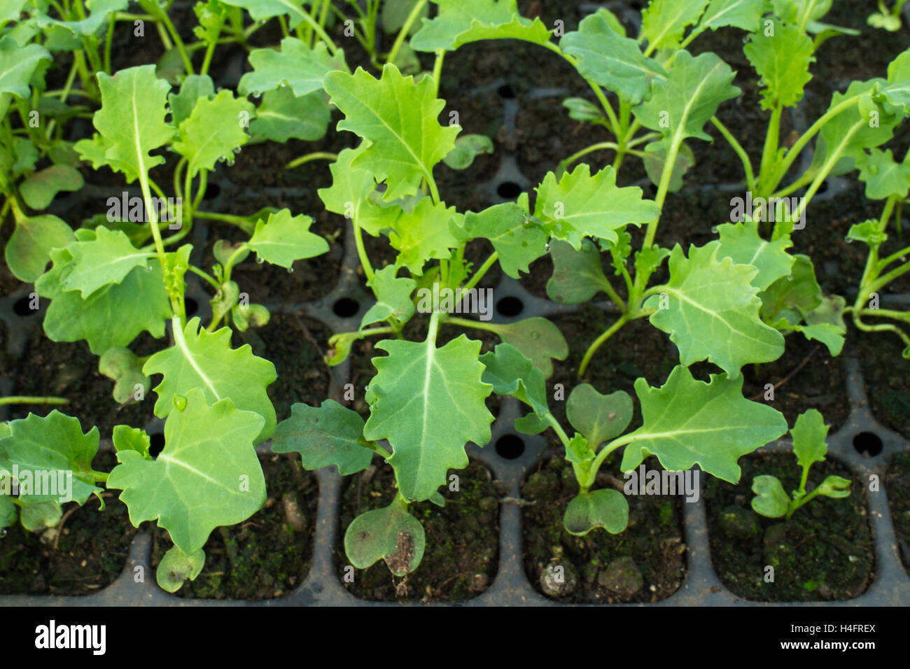 Green kale transplant plants, farm inspired Stock Photo