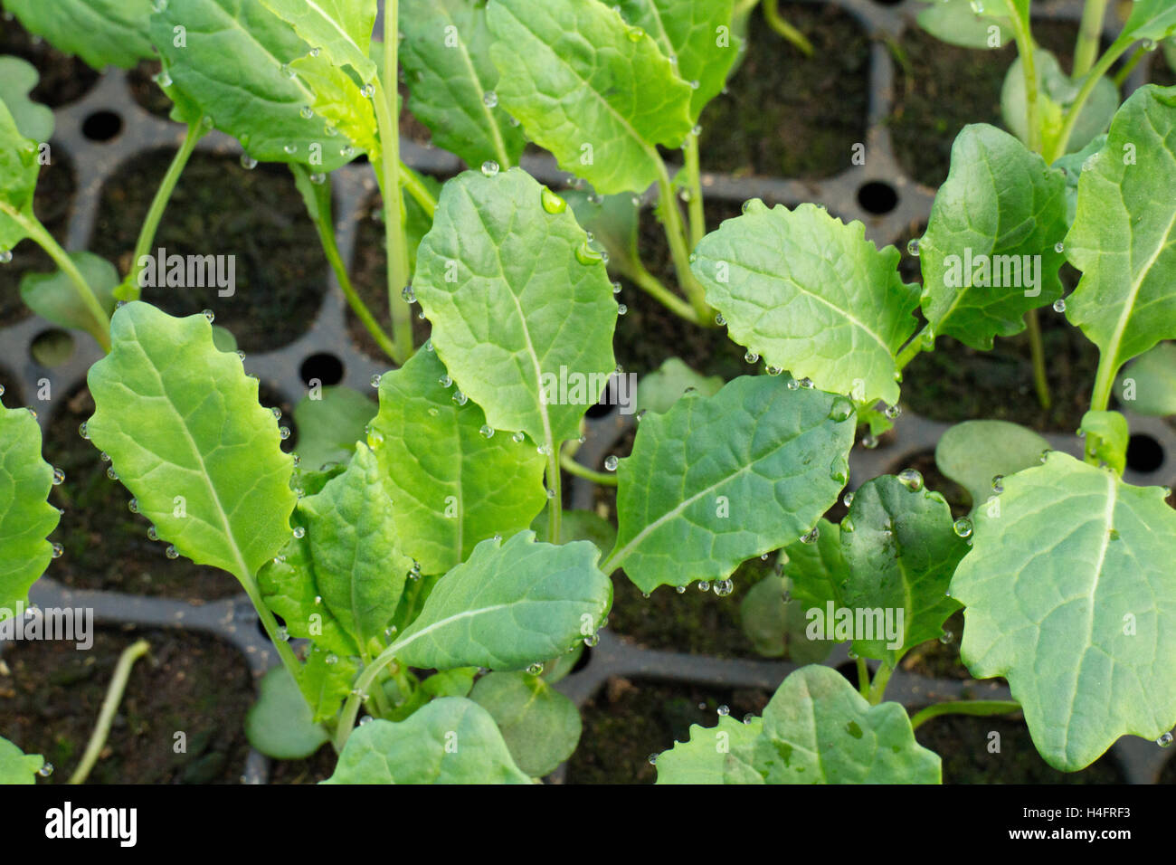 Green transplants of baby kale, food inspired, with rain drops Stock Photo