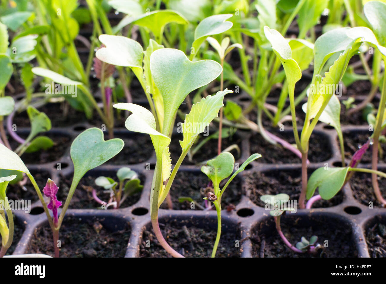 Baby transplants of food growing, food inspired Stock Photo