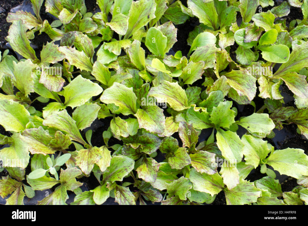 Baby lettuce transplants of food, food inspired Stock Photo
