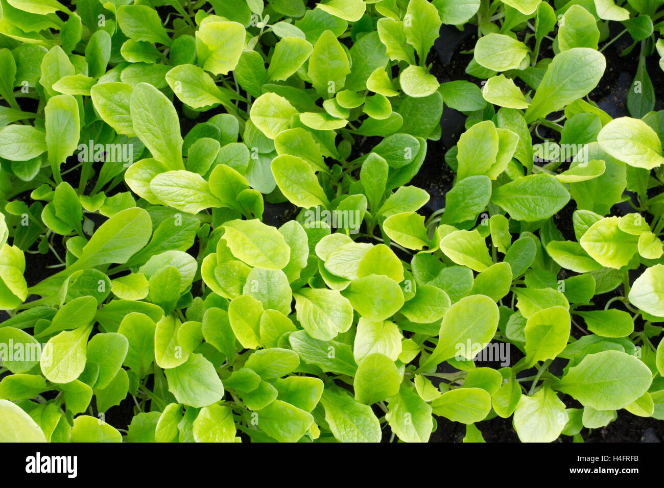 Baby leaves growing in a tray on a farm, farm inspired Stock Photo