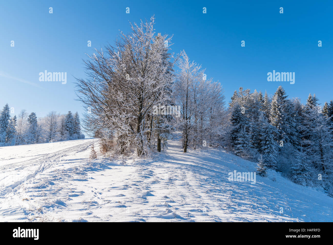 Winter trees in Beskid Sadecki Mountains on sunny day, Poland Stock Photo