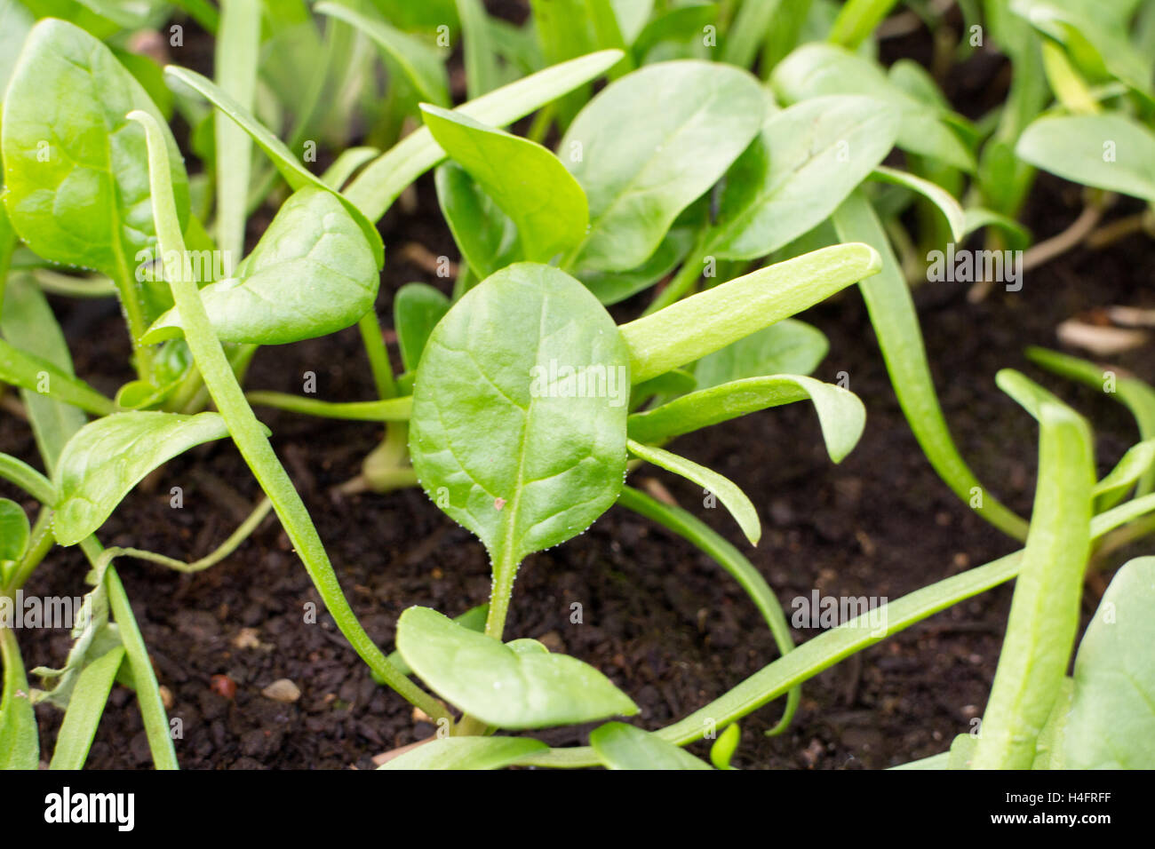 Spinach greens baby growing in a transplant tray, farm inspired Stock Photo