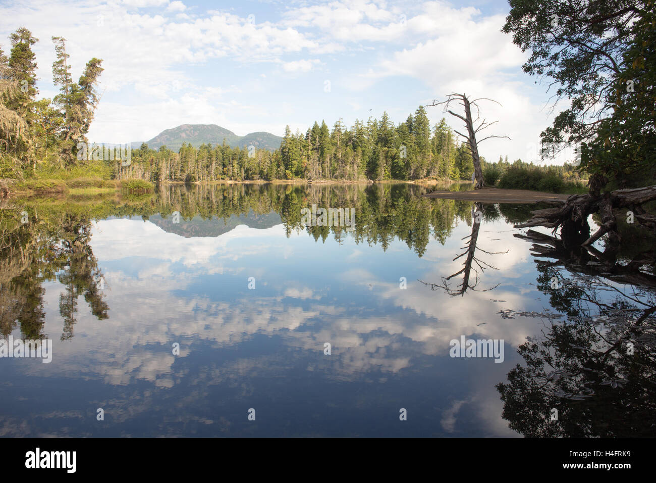 Landscape clouds reflecting on Spider lake with the bare tree, nature inspiration, Vancouver Island Stock Photo