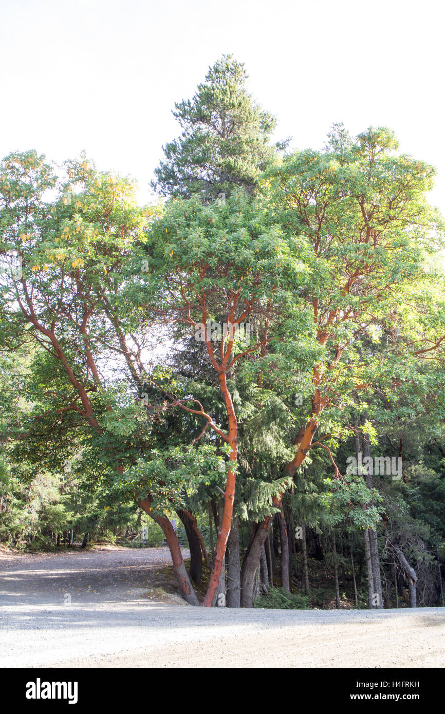 Tall arbutus tree that climbs up, tree inspiration, Vancouver Island Stock Photo