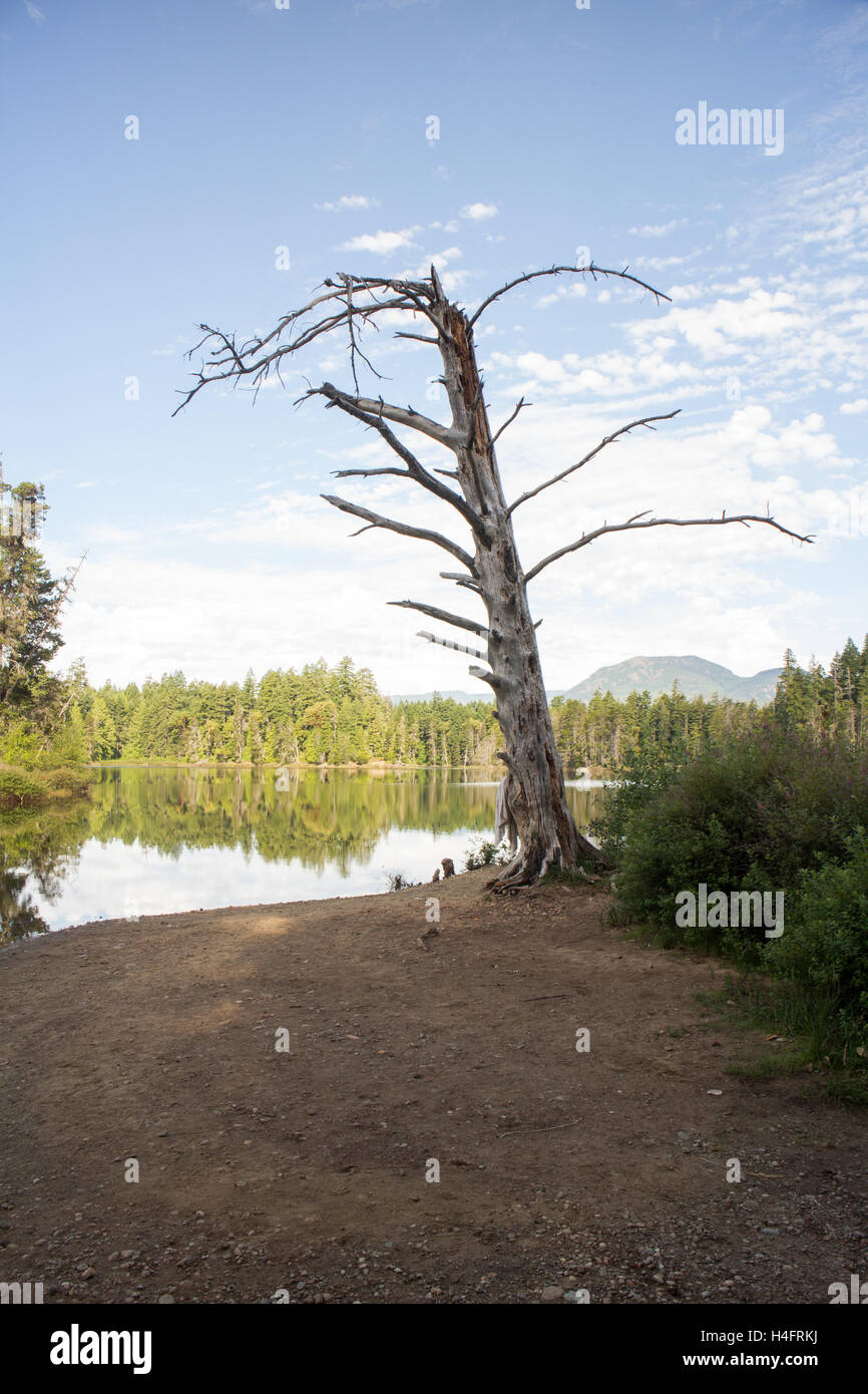 Tall bare tree on a lake, outdoor inspiration, Spider Lake on Vancouver Island, Stock Photo