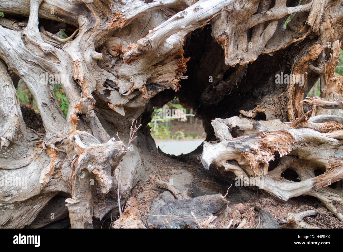 Looking through a piece of wood, art, art inspiration, nature inspiration, Vancouver Island Stock Photo