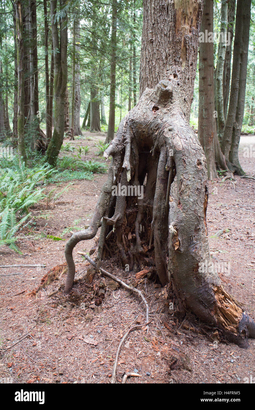 Tree in the forest with the roots exposed, nature inspiration on Vancouver Island Stock Photo