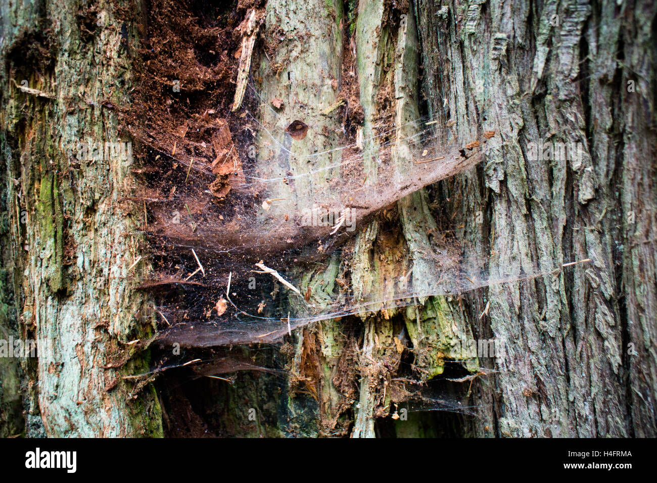 Cob webs going across the tree bark, nature inspiration on Vancouver Island Stock Photo