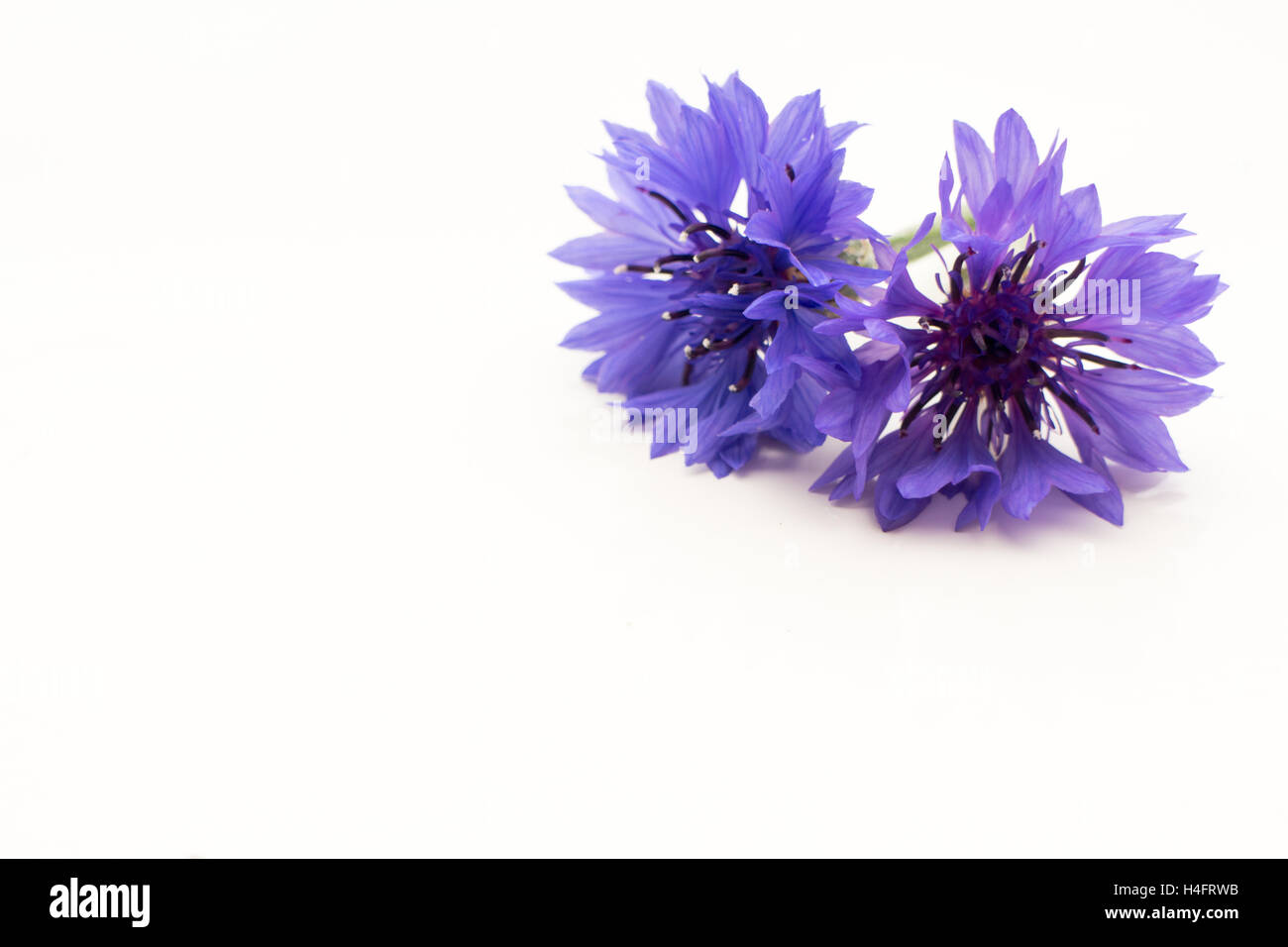 Bachelor button blue edible flower, landscape farm inspired Stock Photo