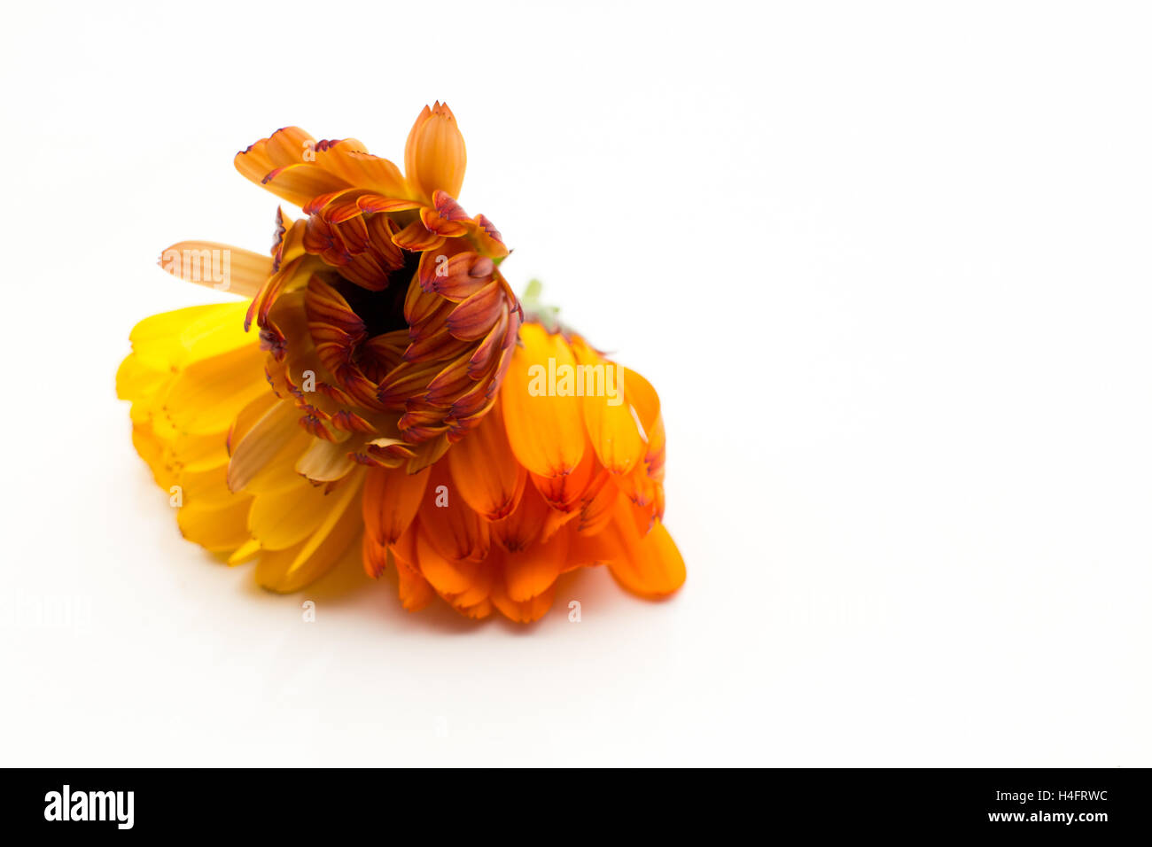 Edible calendula flowers that are partly open, yellow, orange, red