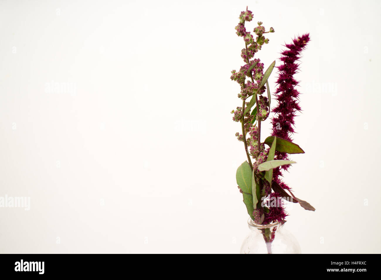 Amaranth going to seed that looks like flowers, farm inspired Stock Photo