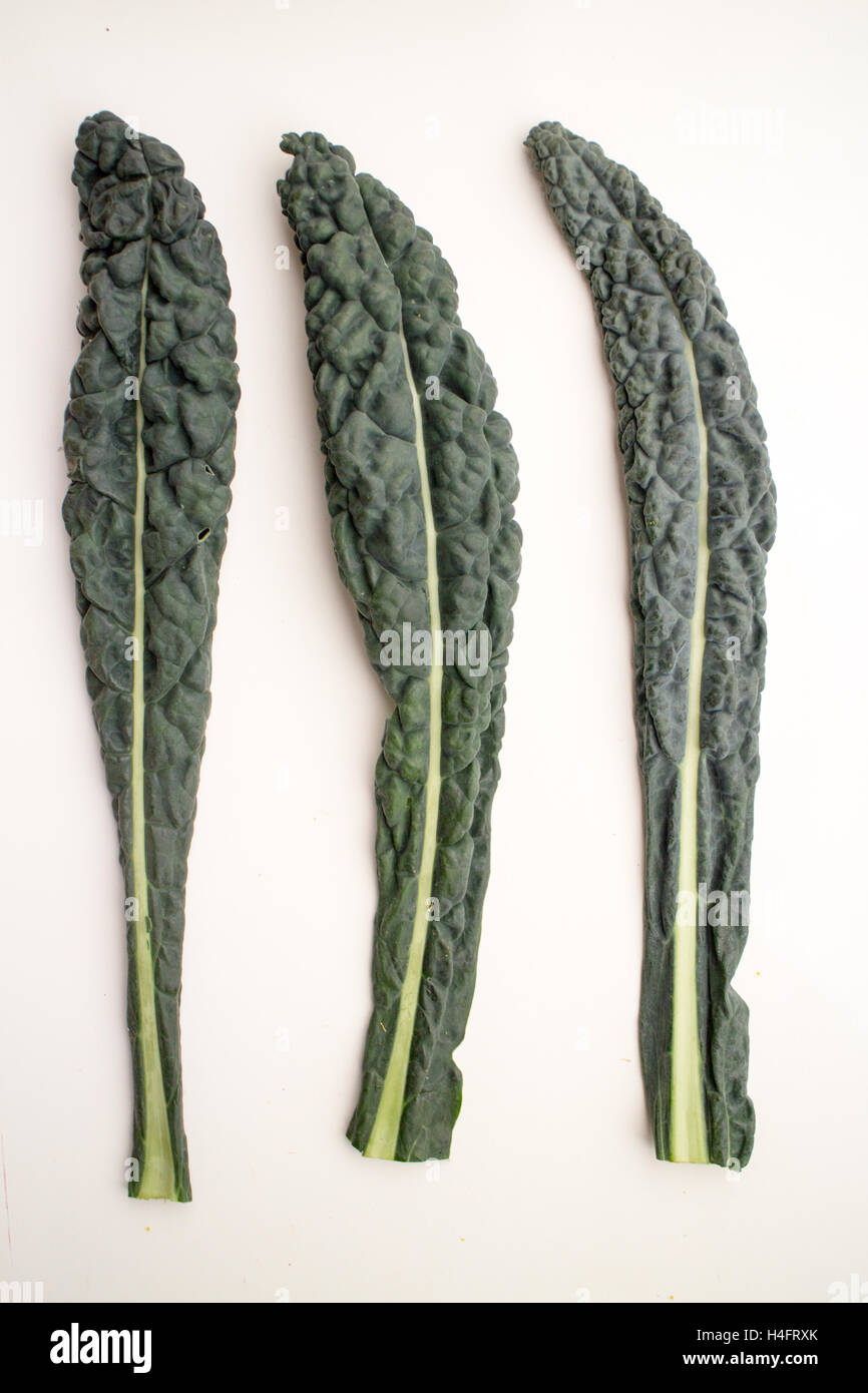 Lacinato kale or dinosaur kale three stems of kale with food texture, food inspired Stock Photo