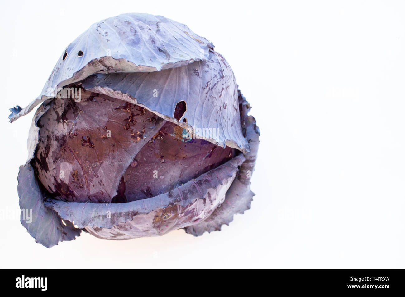 Rough farm head of purple cabbage with the outer leaves, food inspired Stock Photo