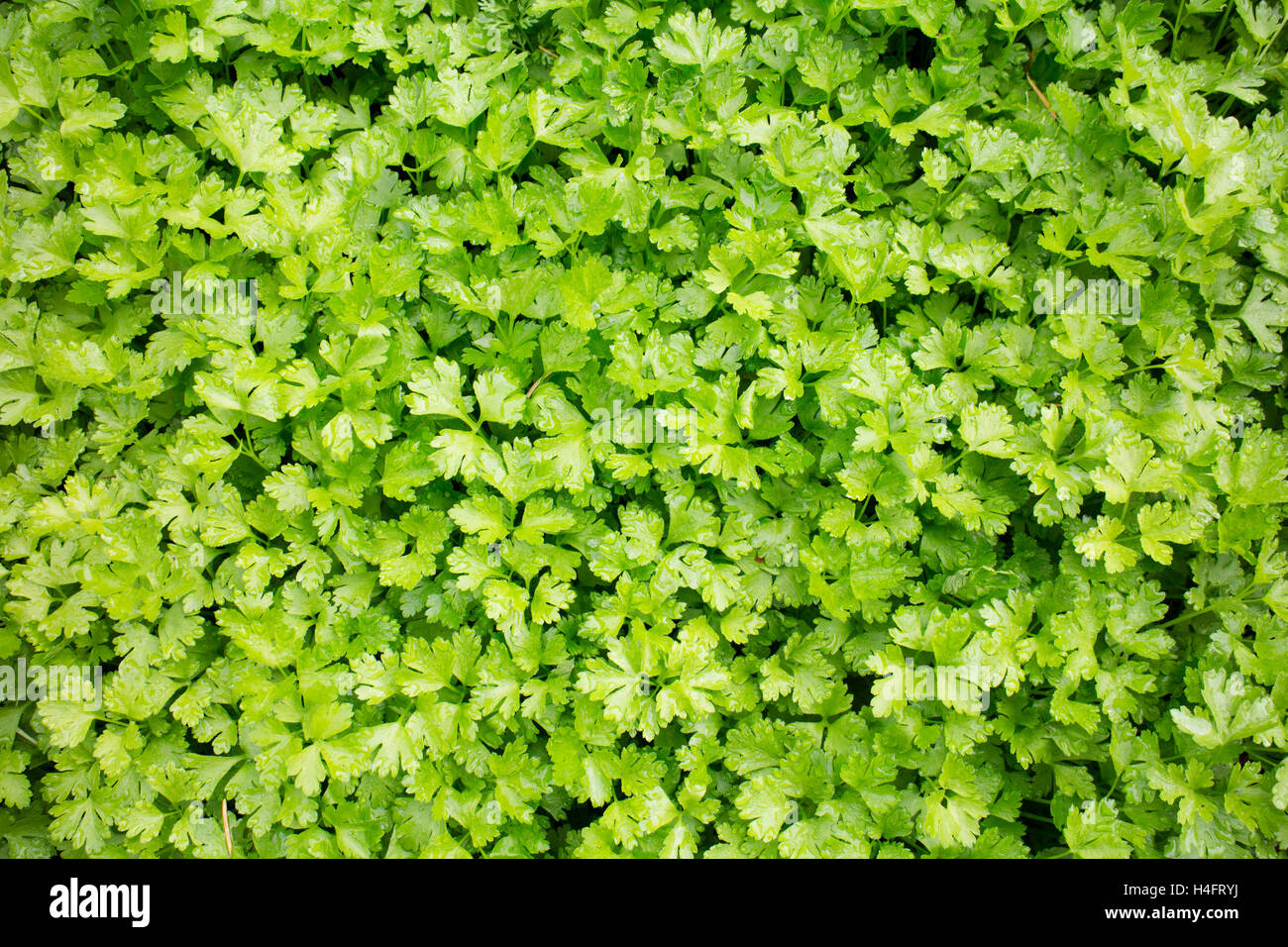 Green plant food growing in a tray to be transplanted out in soil, farm inspired Stock Photo